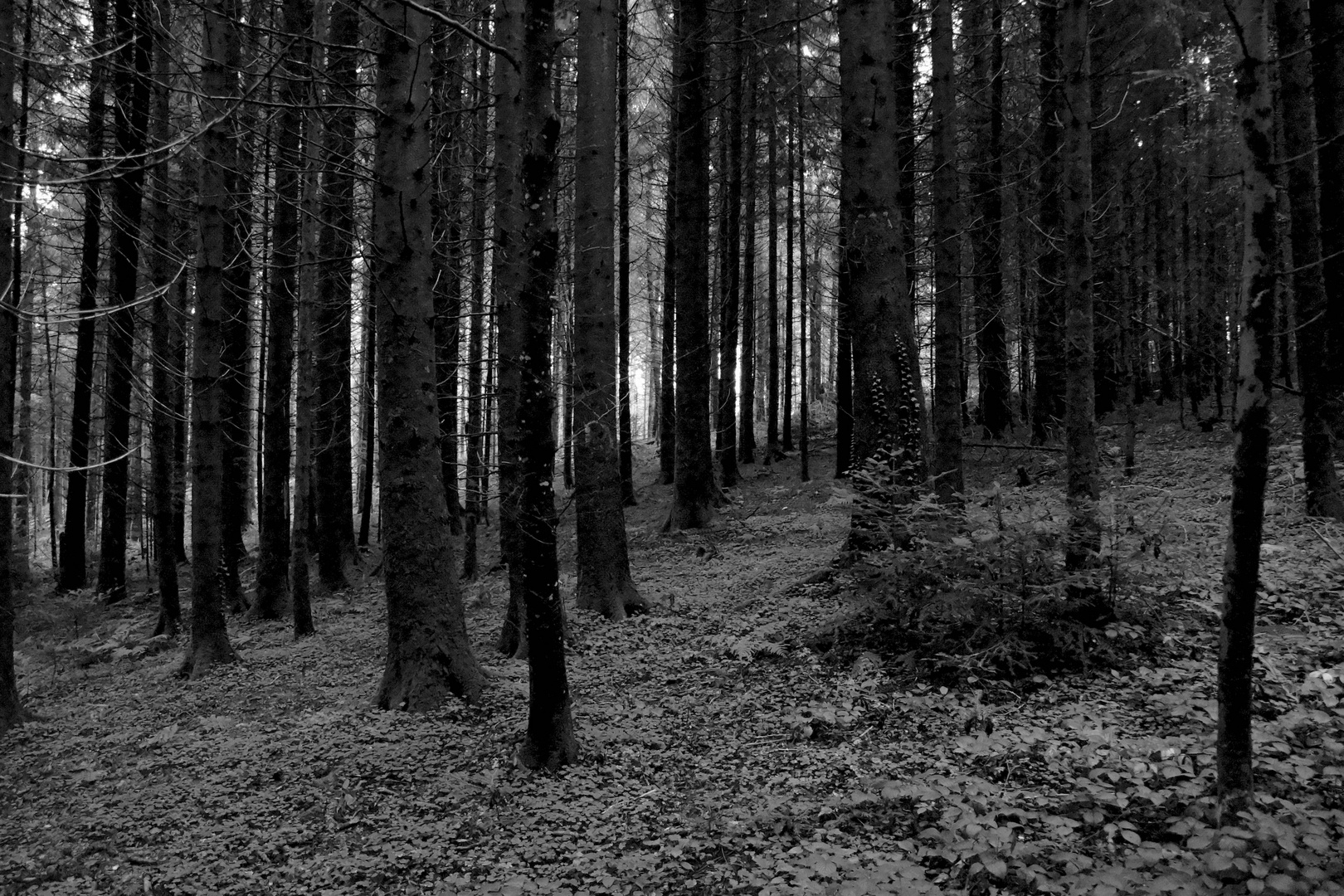 Dunkler Wald mit Lichtblick