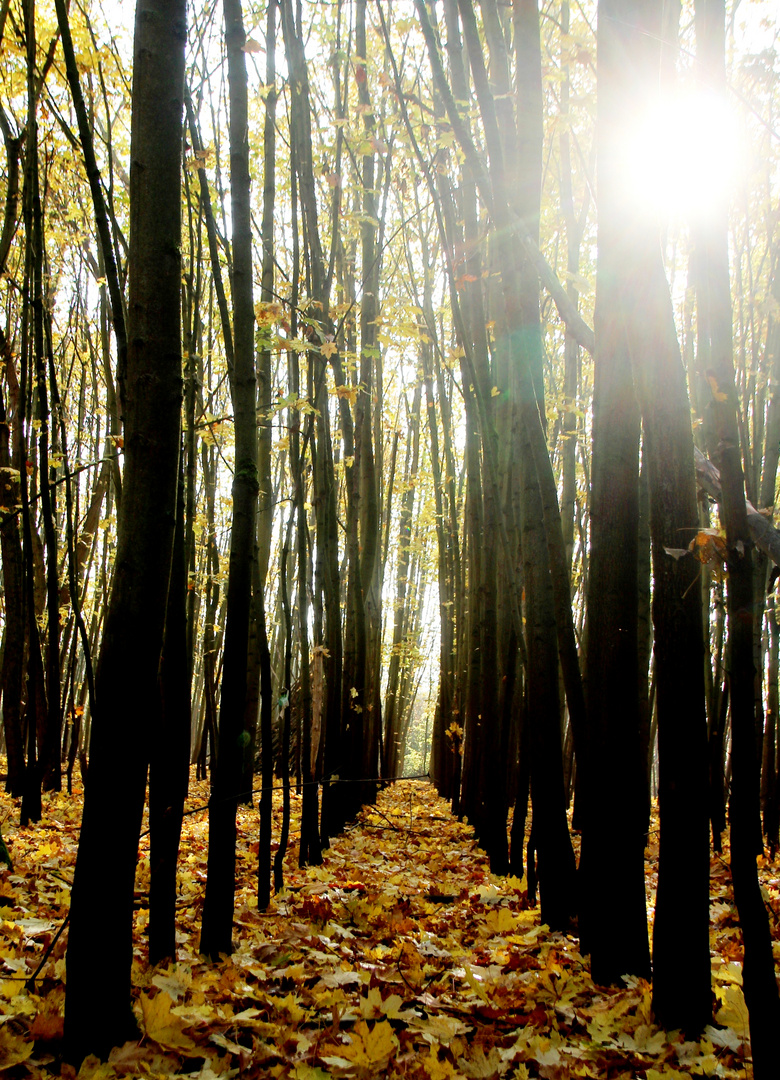 Dunkler Waldweg mit Licht von oben