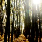 Dunkler Waldweg mit Licht von oben