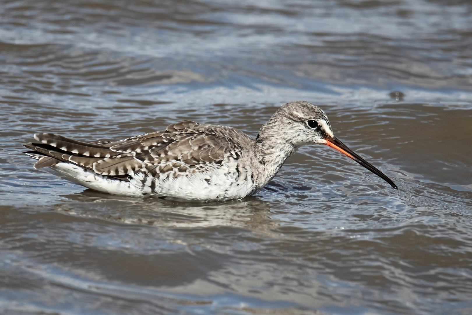 Dunkler Wasserläufer