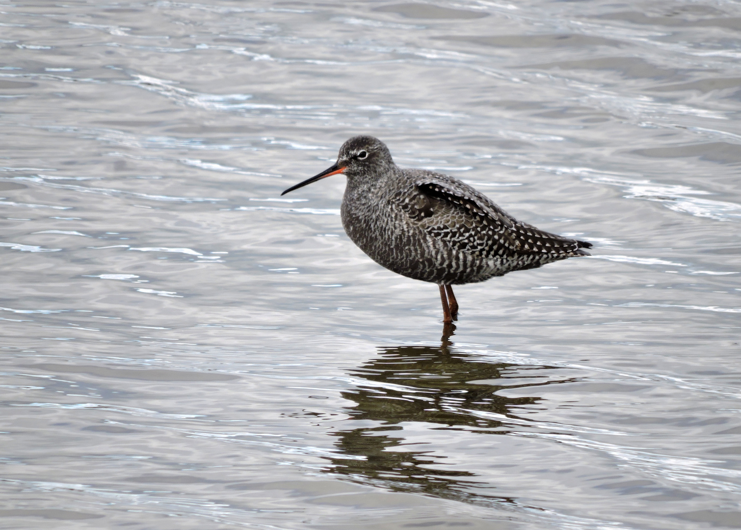 Dunkler Wasserläufer