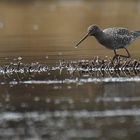 dunkler Wasserläufer