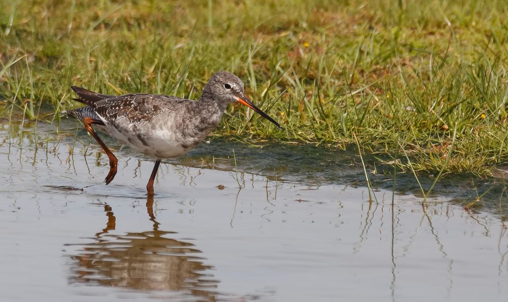 Dunkler Wasserläufer