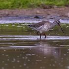 Dunkler Wasserläufer (2)