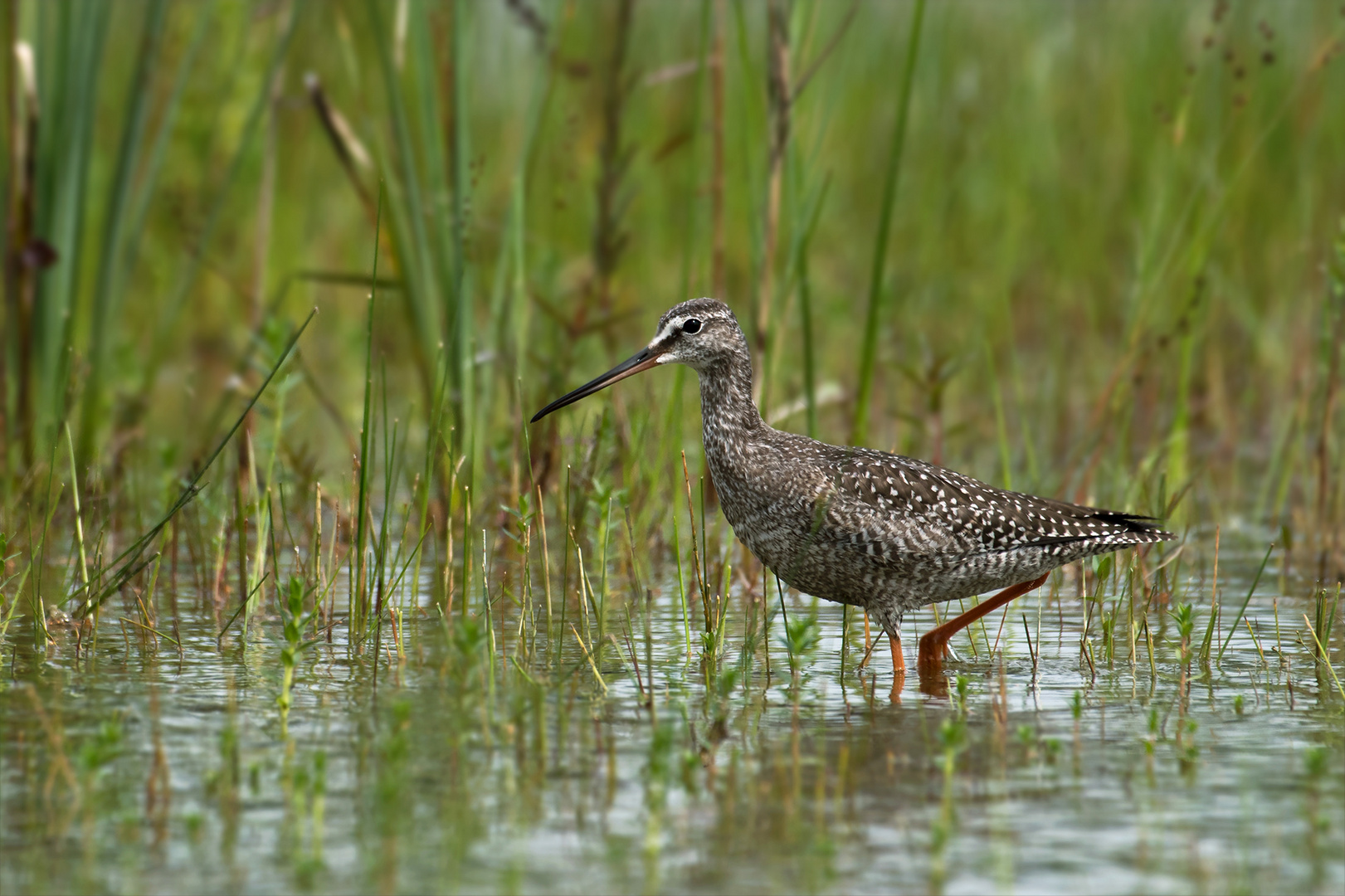 Dunkler Wasserläufer