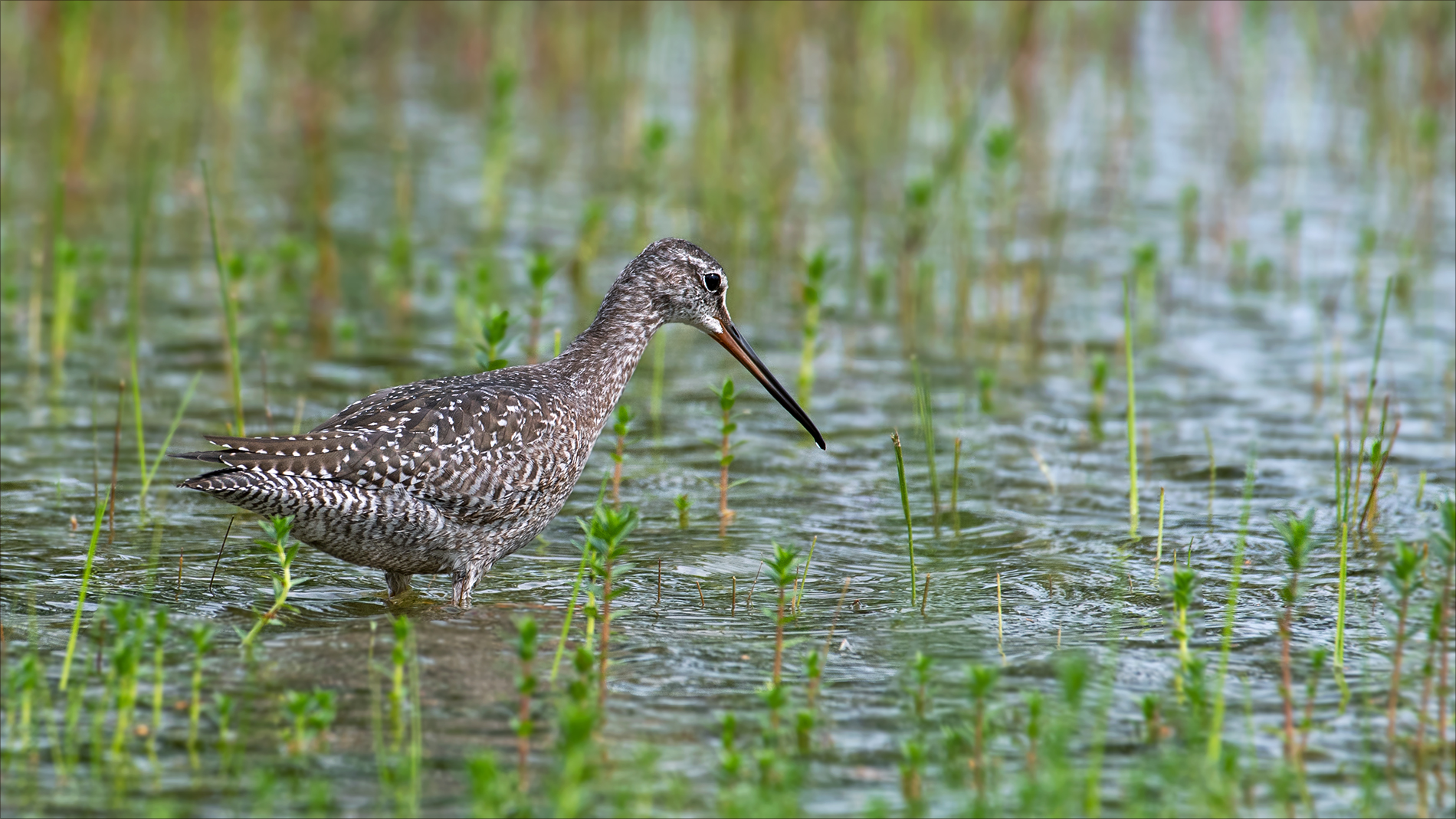 Dunkler Wasserläufer 