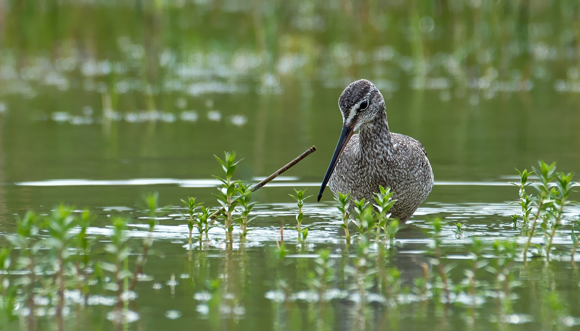 Dunkler Wasserläufer