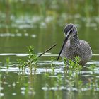 Dunkler Wasserläufer