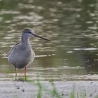 * Dunkler Wasserläufer *