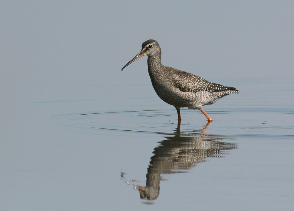 Dunkler Wasserläufer