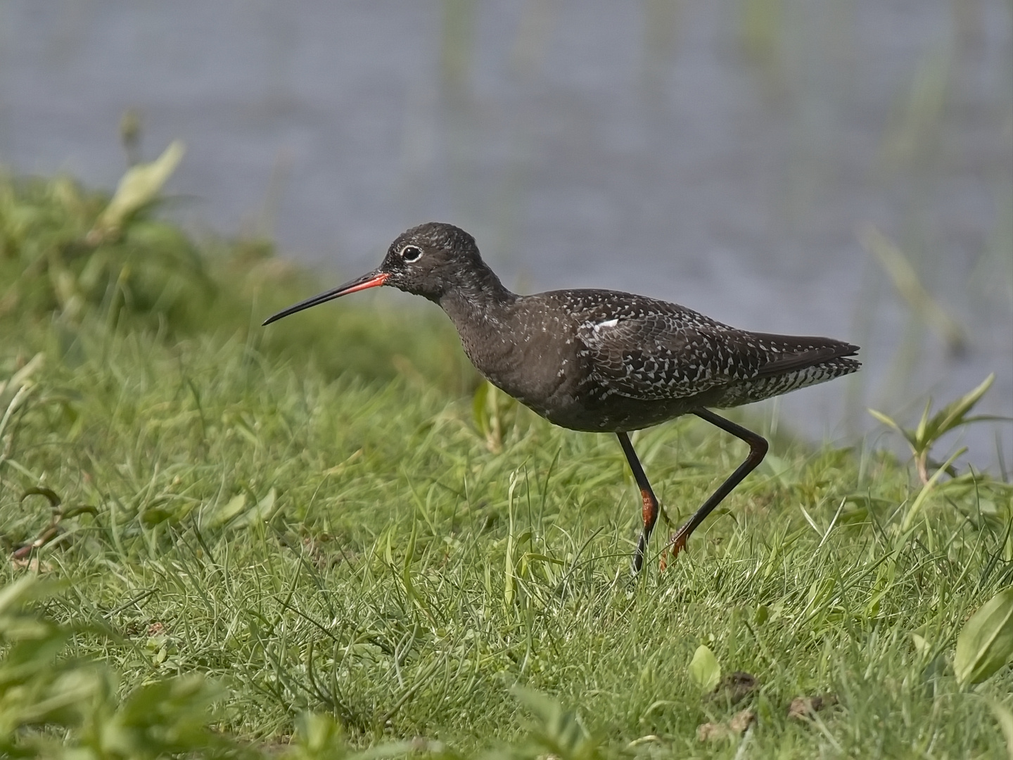 Dunkler Wasserläufer