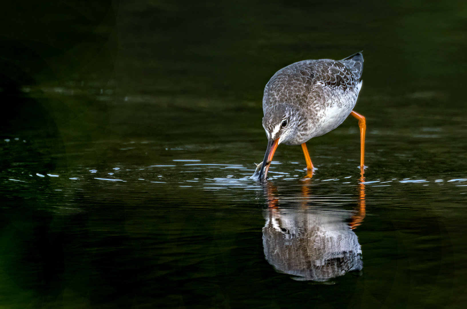 Dunkler Wasserläufer