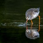 Dunkler Wasserläufer