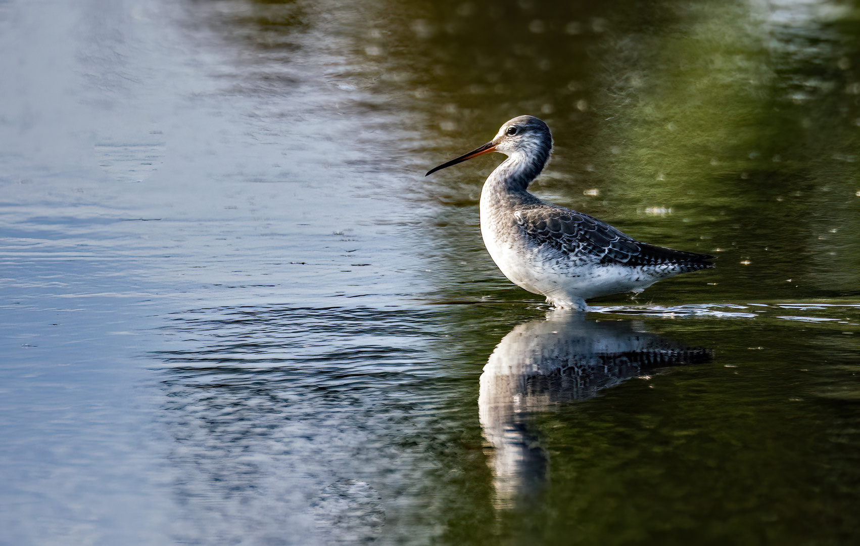 "DUNKLER WASSERLÄUFER"