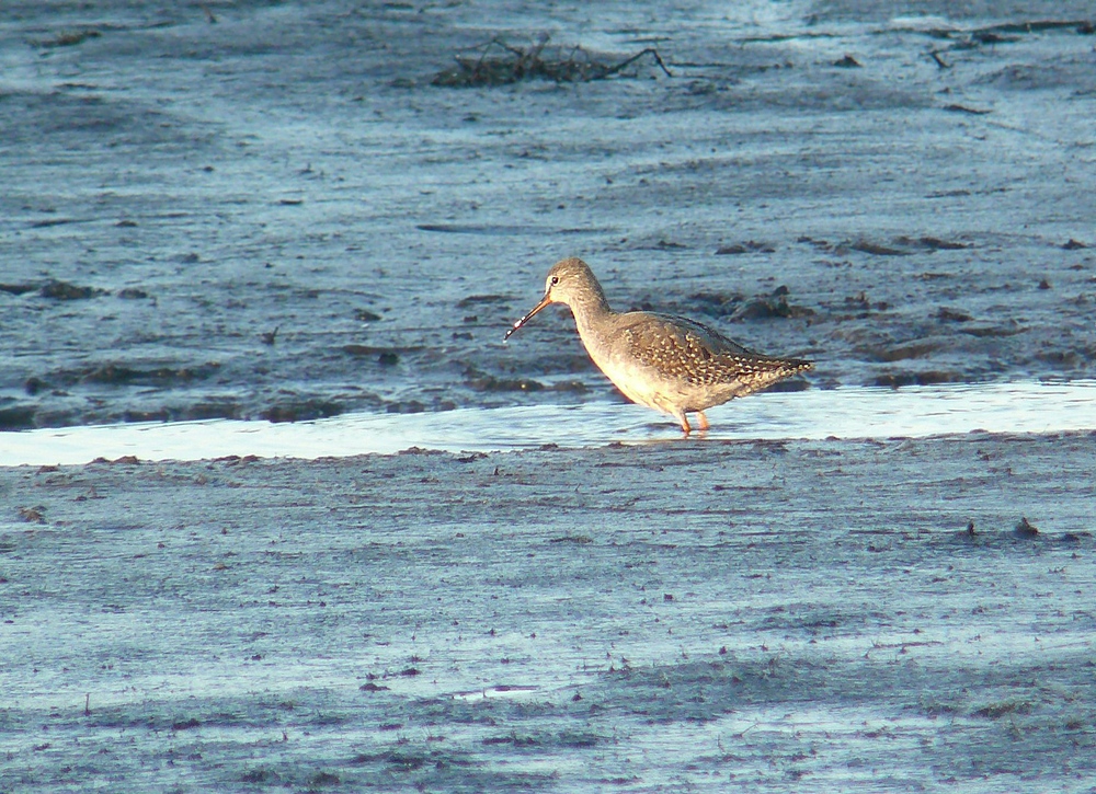 Dunkler Wasserläufer