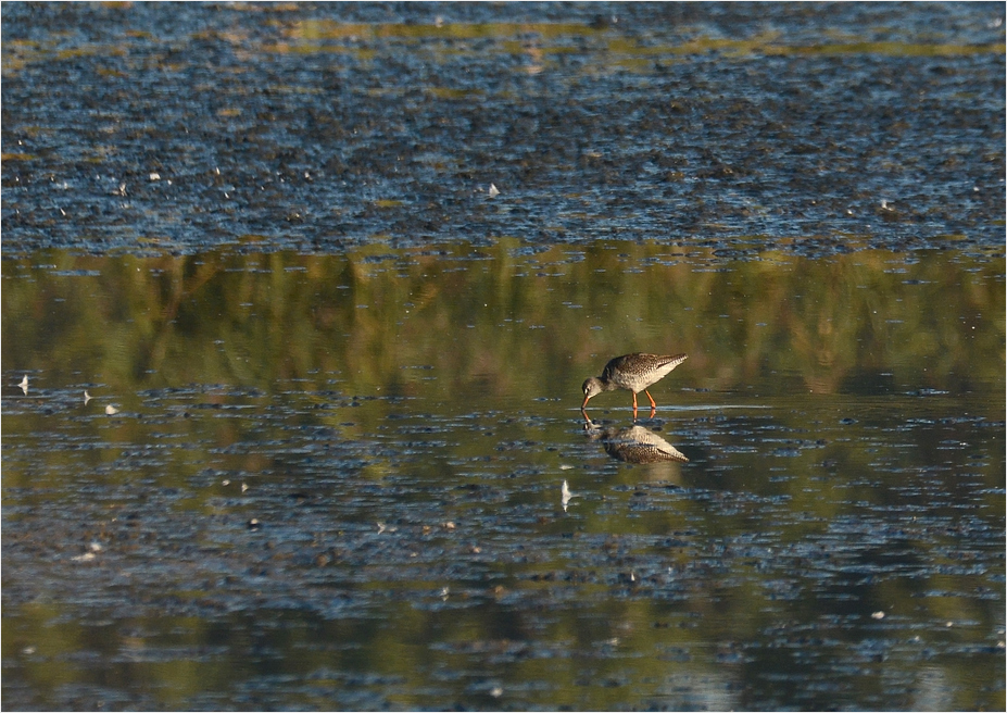 Dunkler Wasserläufer