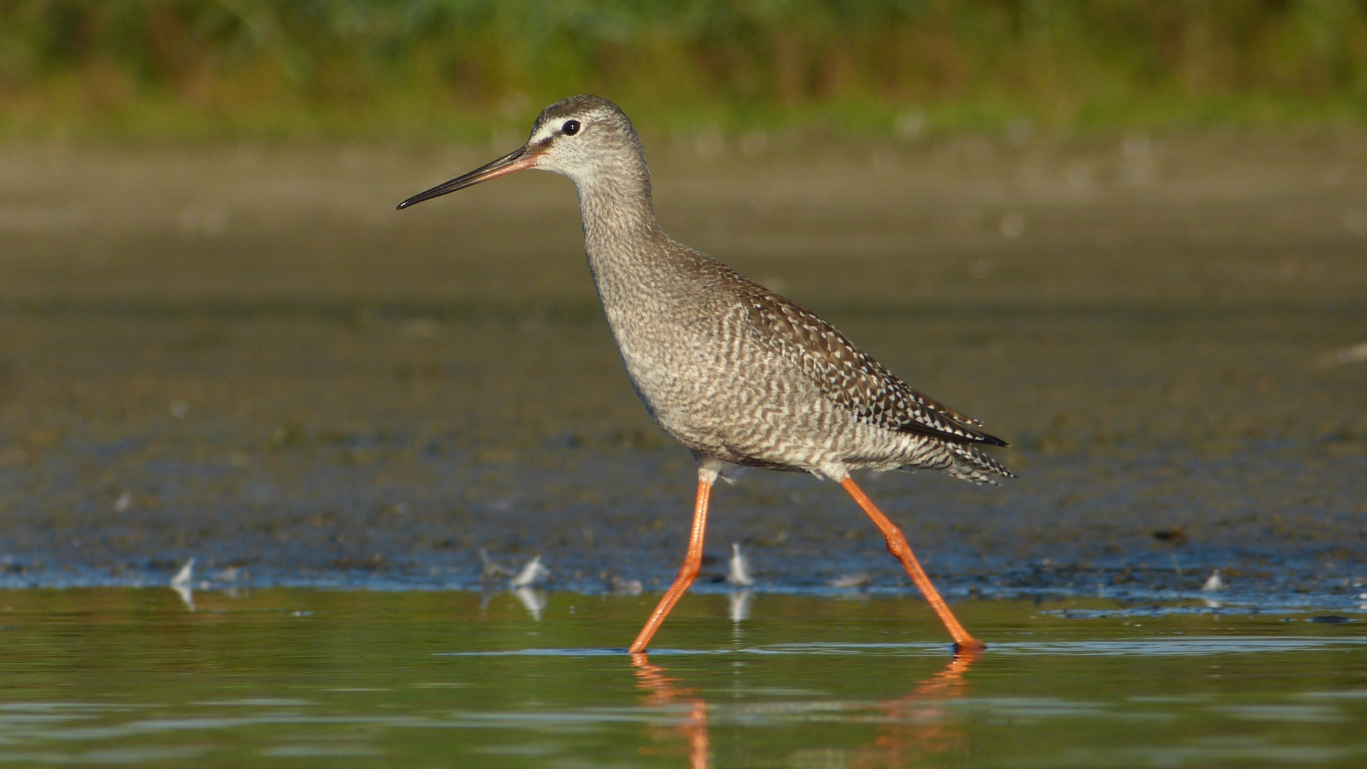 Dunkler Wasserläufer