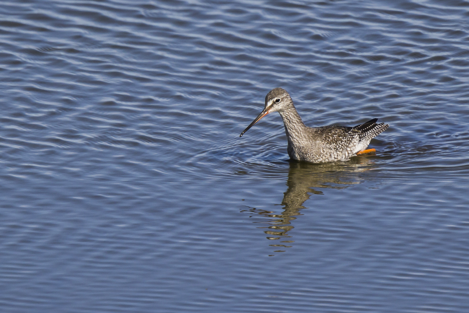 Dunkler Wasserläufer