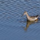 Dunkler Wasserläufer