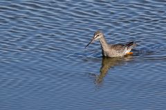 Dunkler Wasserläufer