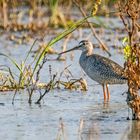 DUNKLER WASSERLÄUFER