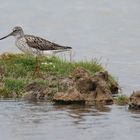 Dunkler Wasserläufer