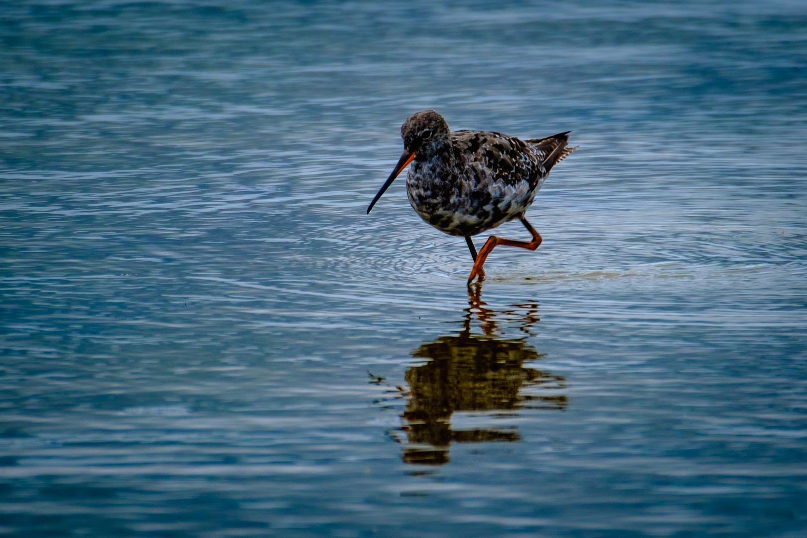 Dunkler Wasserläufer 