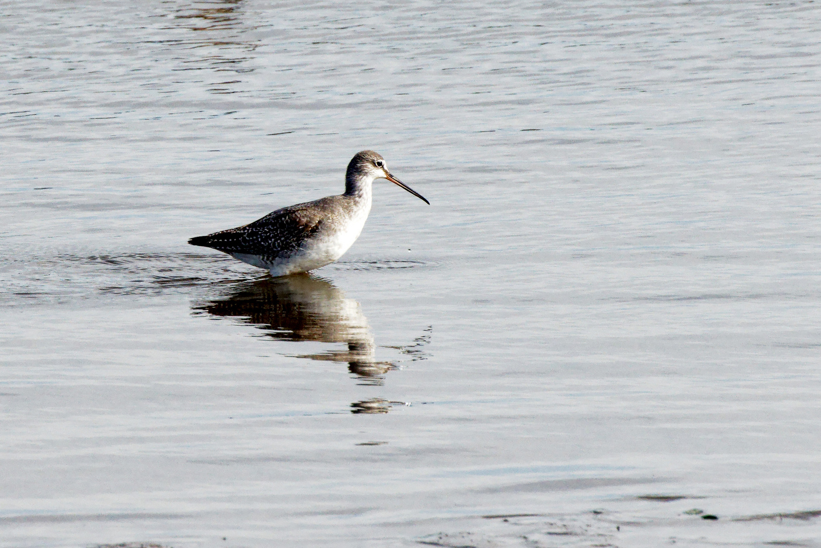 dunkler Wasserläufer