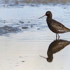 Dunkler Wasserläufer