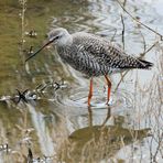 Dunkler Wasserläufer