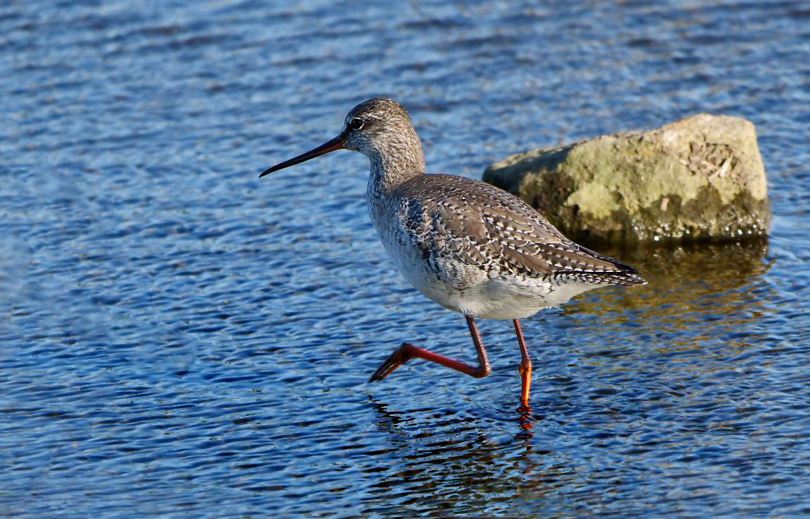 DUNKLER WASSERLÄUFER