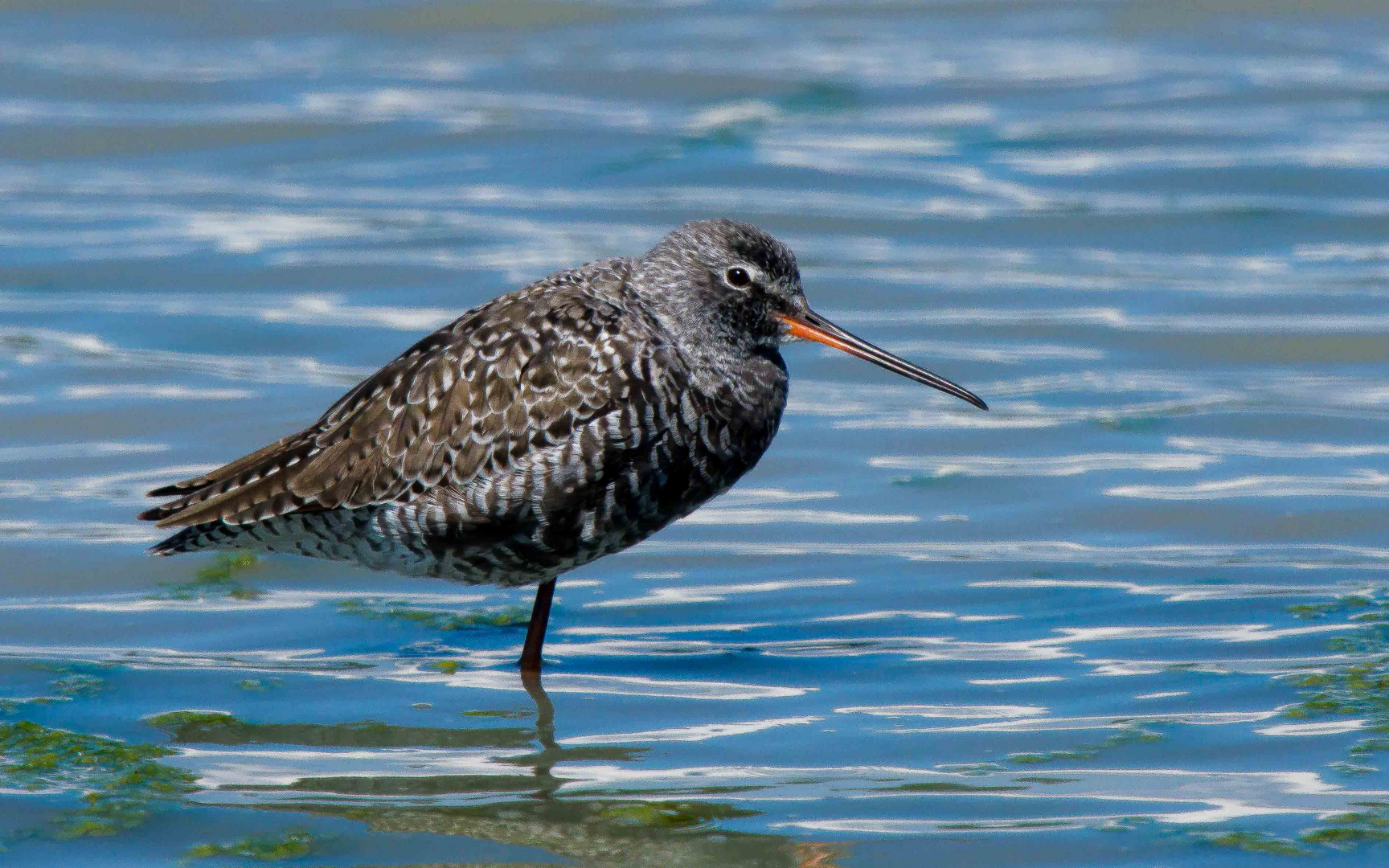 Dunkler Wasserläufer