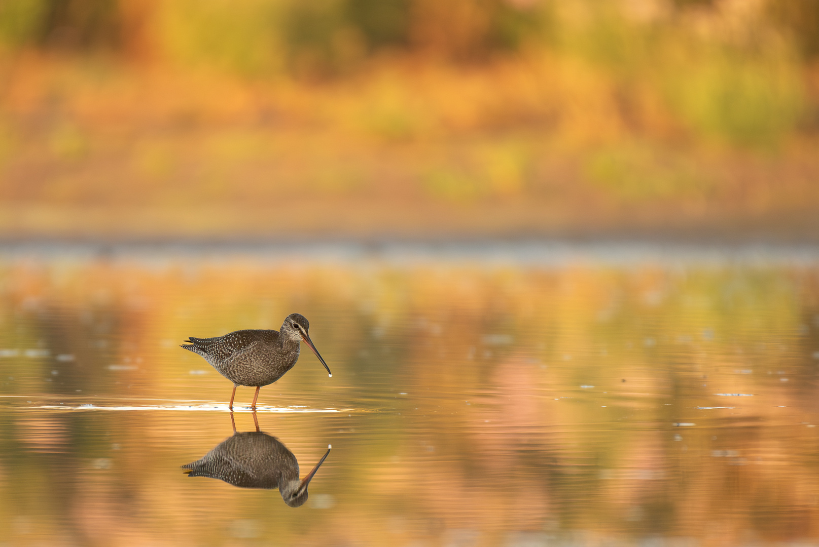 Dunkler Wasserläufer am Morgen...