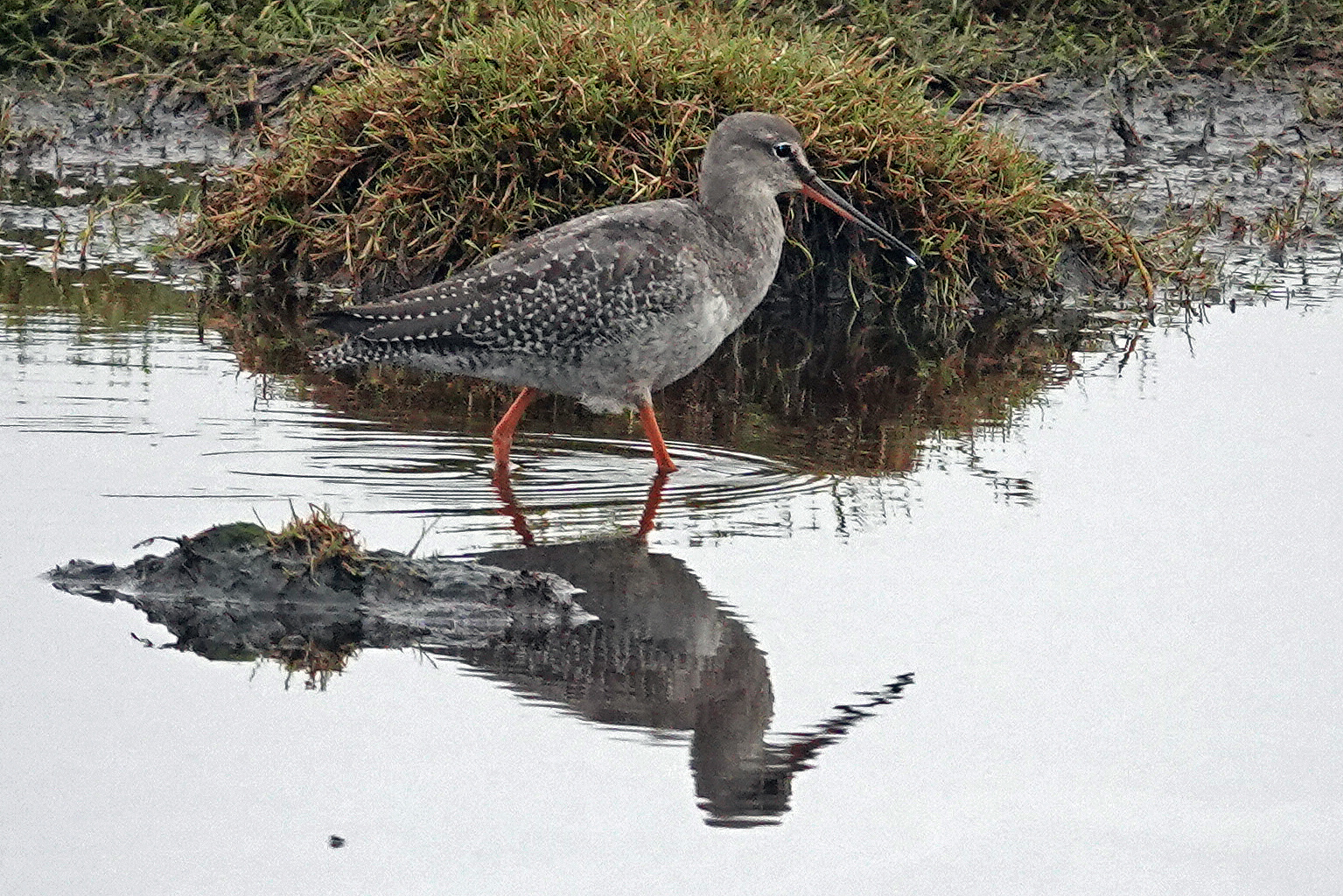 Dunkler Wasserläufer