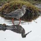 Dunkler Wasserläufer