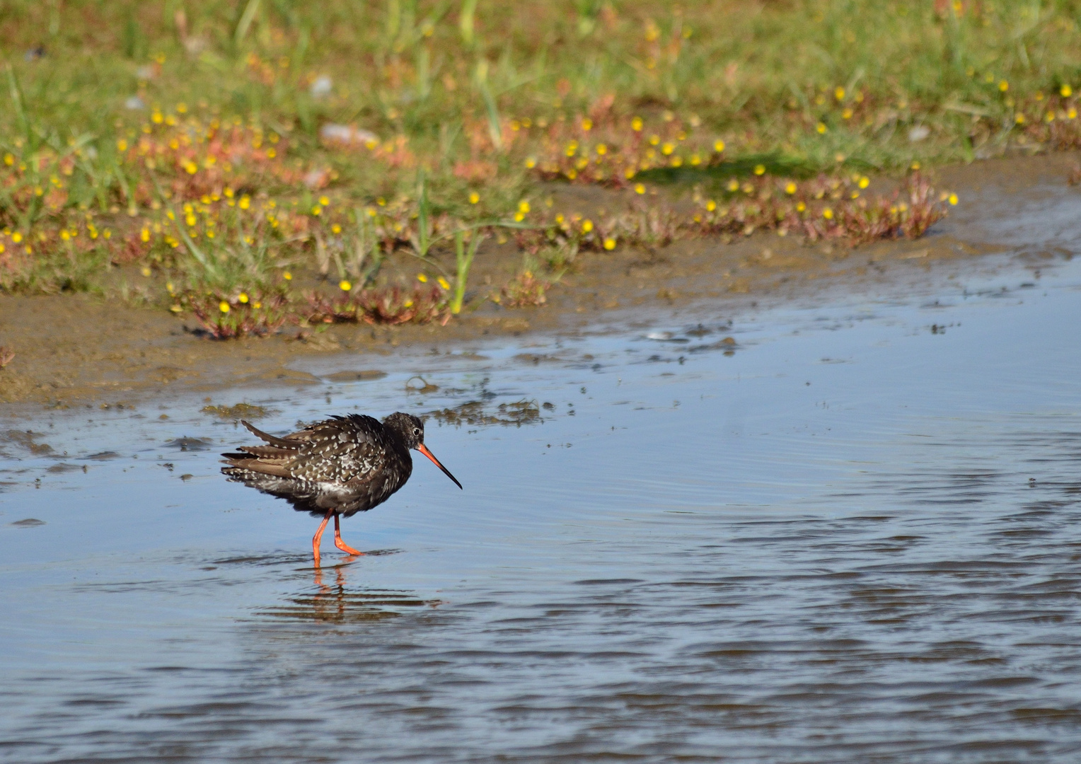 Dunkler Wasserläufer