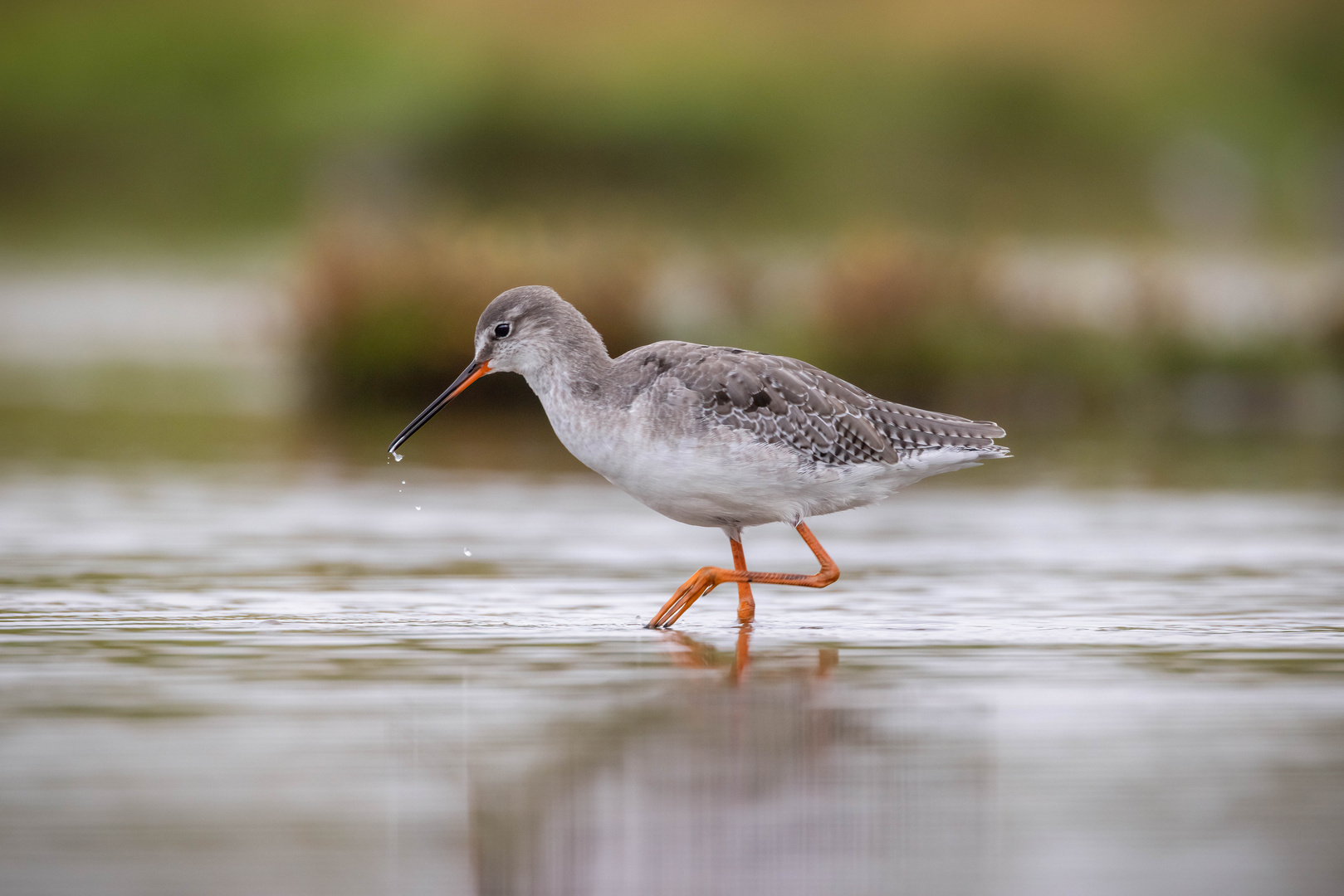 Dunkler Wasserläufer bei der Futtersuche