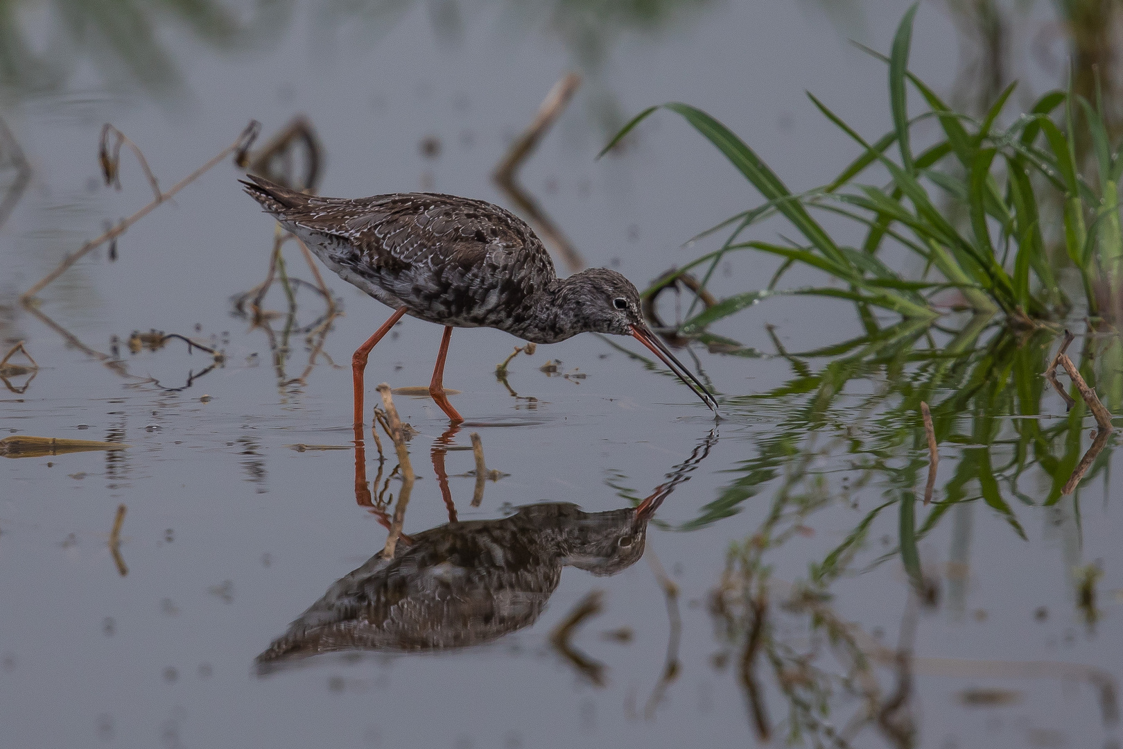 Dunkler Wasserläufer