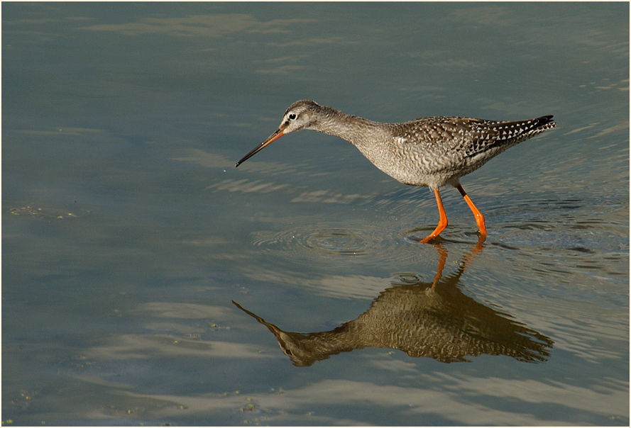 Dunkler Wasserläufer