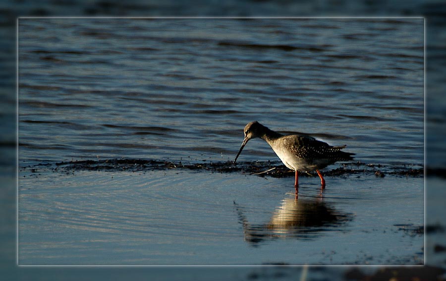 Dunkler Wasserläufer