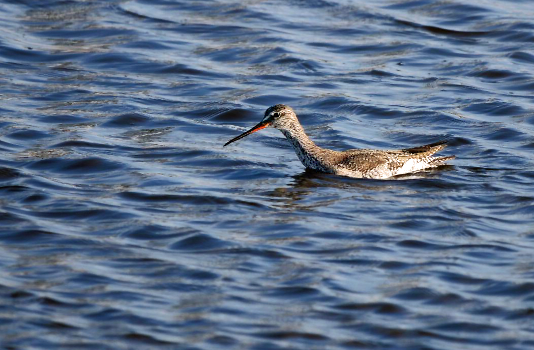 DUNKLER WASSERLÄUFER