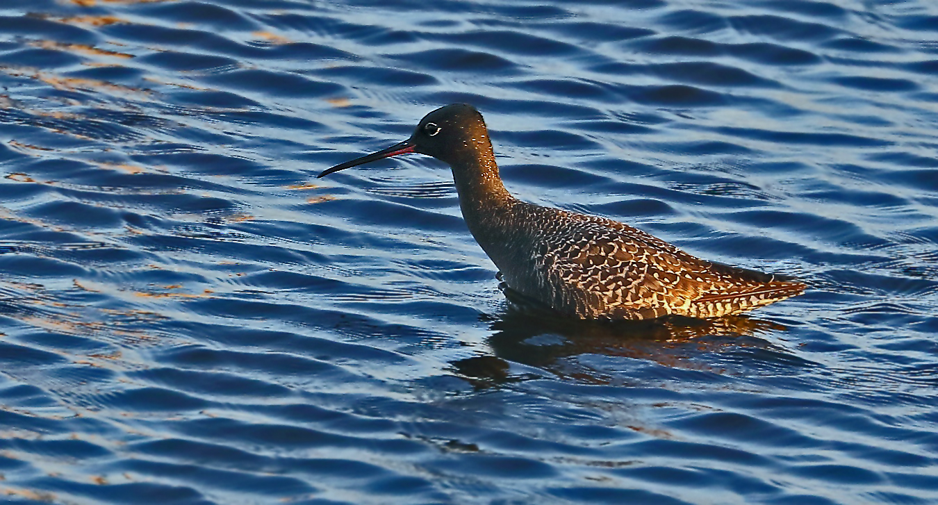 "Dunkler Wasserläufer"