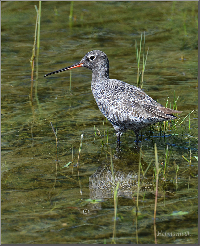 Dunkler Wasserläufer