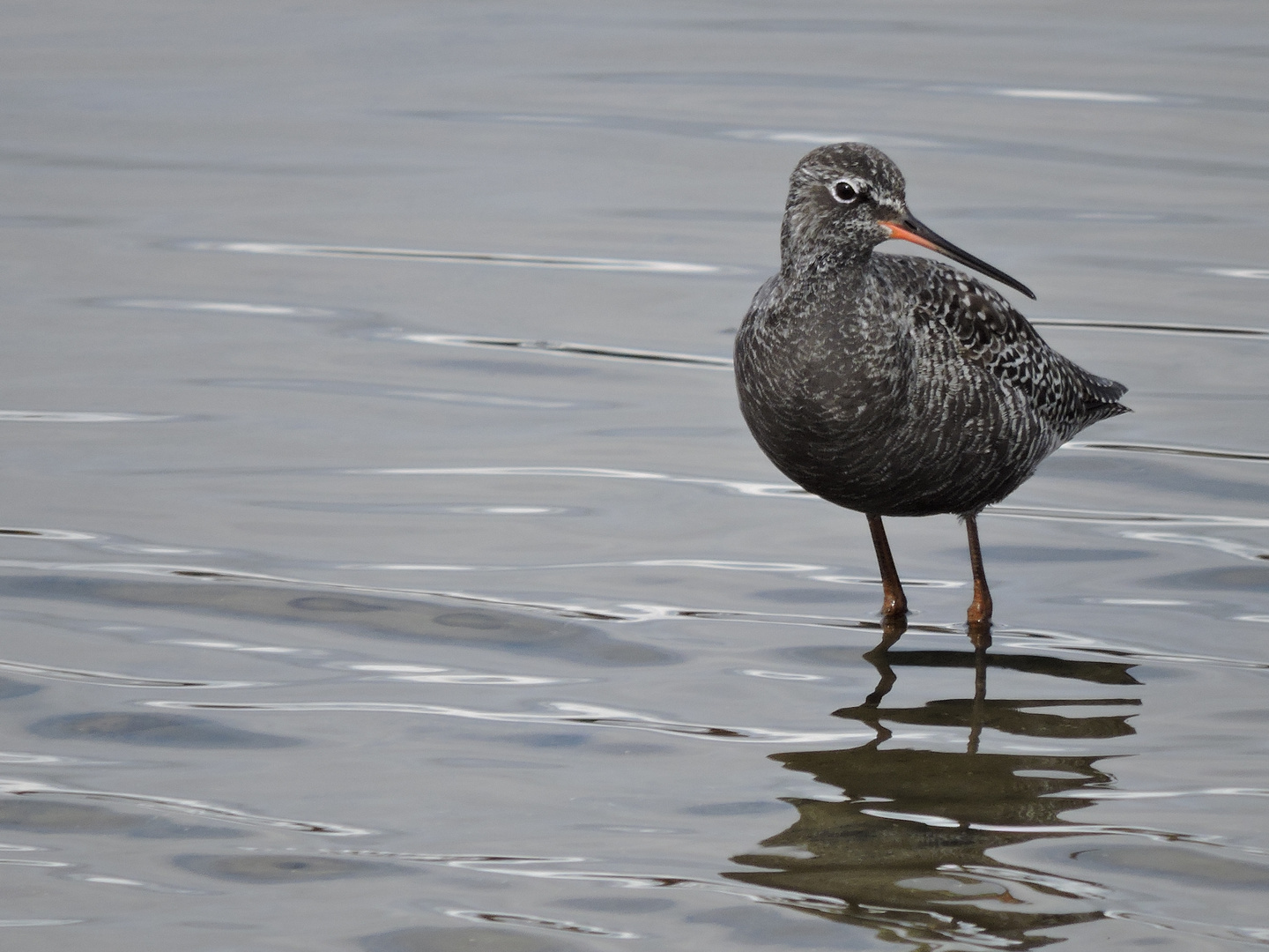 Dunkler Wasserläufer