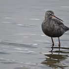 Dunkler Wasserläufer