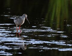 Dunkler Wasserläufer, (Handy durch Spektiv)16.08.2016