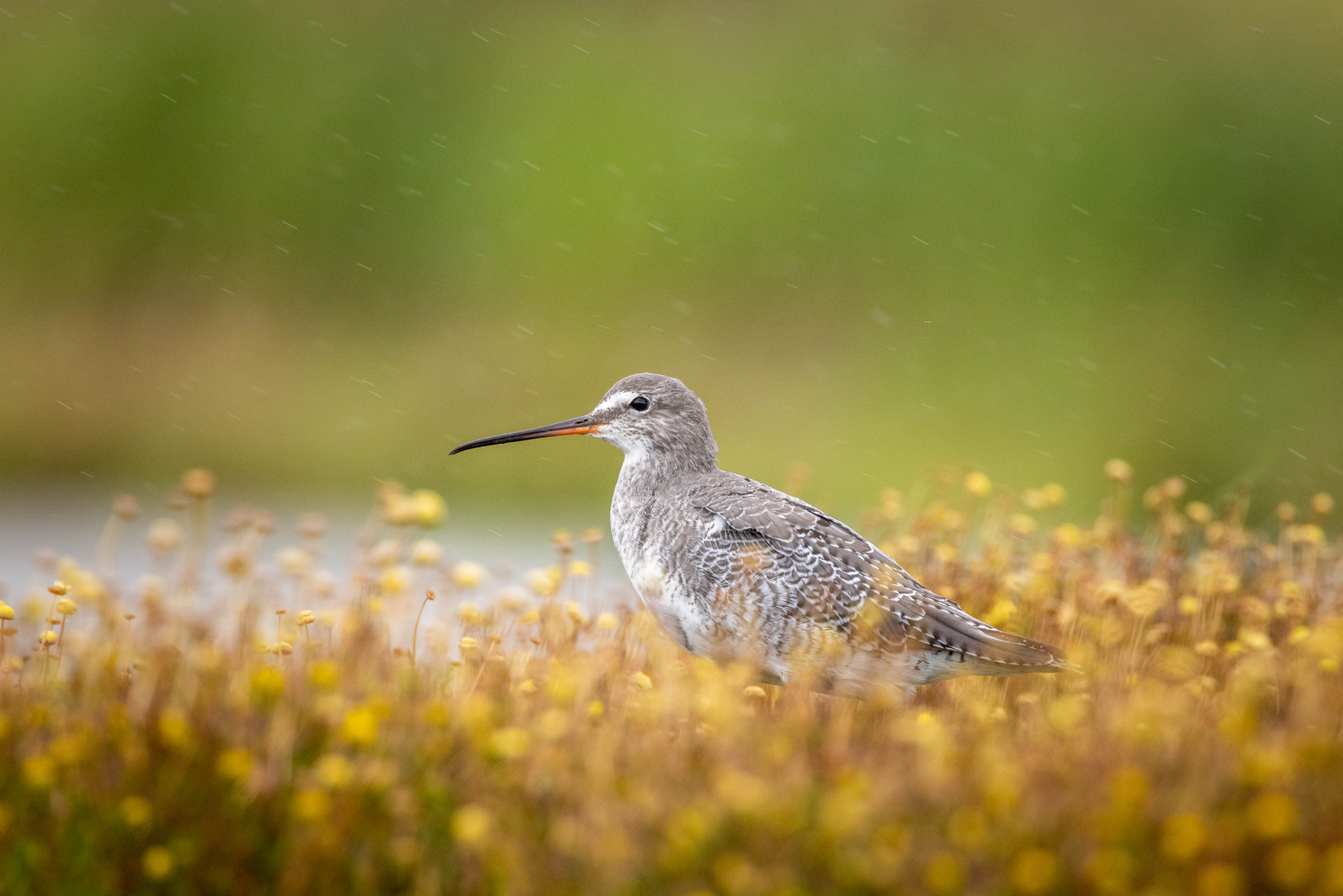 Dunkler Wasserlaeufer im Regen