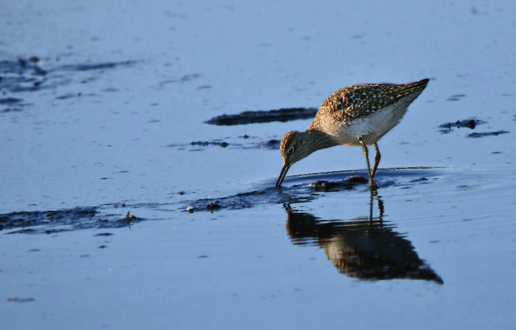 Dunkler Wasserläufer im ungünstigen Licht