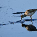 Dunkler Wasserläufer im ungünstigen Licht