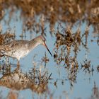 Dunkler Wasserläufer (Tringa erythropus)